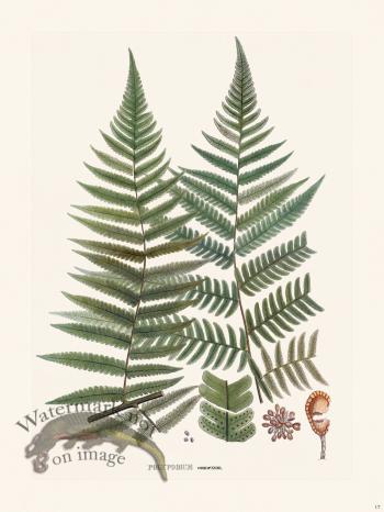 Ferns of Brazil 17